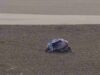 What We Learned on Friday 2025 Indonesian GP_0.04.32.00